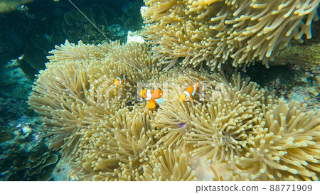 Family of clownfish hide in sea anemone on the beautiful coral reef in Surin island national park, Thailand 88771909