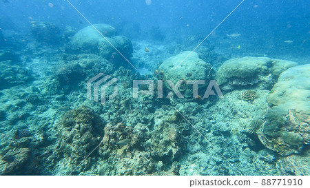 Beautiful underwater scene of colorful Coral reefs and large schools of redtail butterflyfish in Surin islands national park, Phang Nga, Thailand Beautiful underwater scene of colorful Coral reefs and large schools of redtail butterflyfish in Surin islands national park, Phang Nga, Thailand 88771910