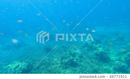 Snorkeling underwater experience with Coral reefs and schools of colorful coral fish in Surin islands national park, Phang Nga, Thailand Snorkeling underwater experience with Coral reefs and schools of colorful coral fish in Surin islands national park, Phang Nga, Thailand 88771911