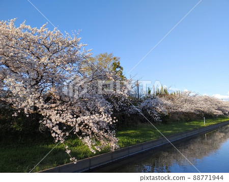 Cherry blossoms and water surface on a sunny day 88771944