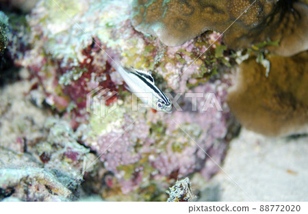 白色兩層單片眼鏡（印度洋版）泰國 Shimiran.1 88772020