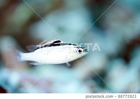 白色兩層單片眼鏡（印度洋版）Thai Shimiran. 2 88772021