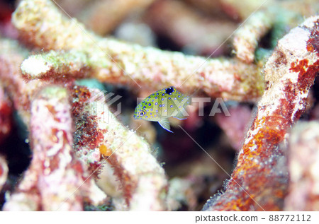 Rurihosis damselfish juvenile, Thai, Similan. 4 88772112