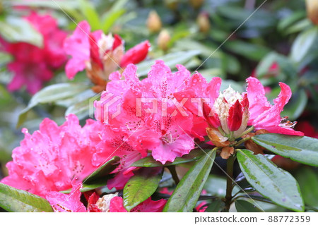 Bright rhododendron flowers Bright rhododendron flowers 88772359