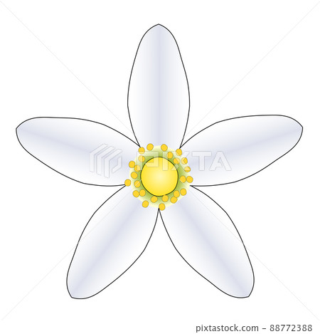 A single white citrus flower seen from the front A single white citrus flower seen from the front 88772388