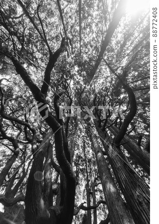 Takamori Cedar Monochrome [Takamori Town, Aso District, Kumamoto Prefecture] 88772408
