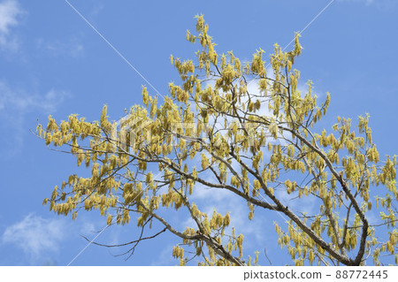 初夏里山櫟花 88772445