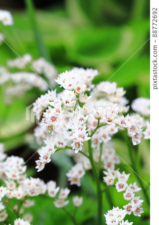 丹頂鶴花 丹頂鶴花 88772692