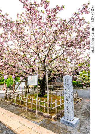 大村神社的大村櫻【長崎縣大村市】 大村神社的大村櫻【長崎縣大村市】 88772873
