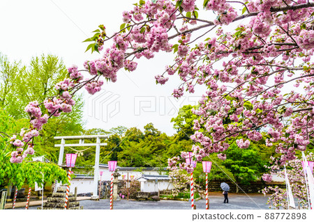 大村神社的大村櫻【長崎縣大村市】 大村神社的大村櫻【長崎縣大村市】 88772898
