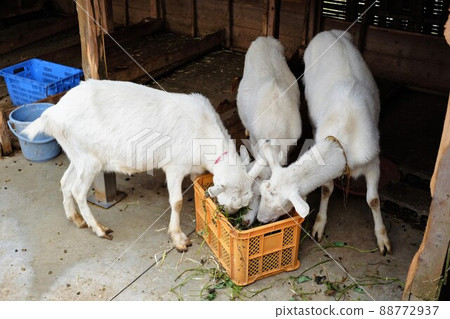 Goat's meal time 88772937