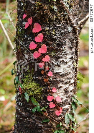 Red leaves wrapped around the trunk of the cherry blossoms 88772977