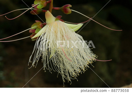 只住一晚的幻影花 Sagaribana 只住一晚的幻影花 Sagaribana 88773038