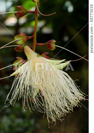 只住一晚的幻影花 Sagaribana 只住一晚的幻影花 Sagaribana 88773039