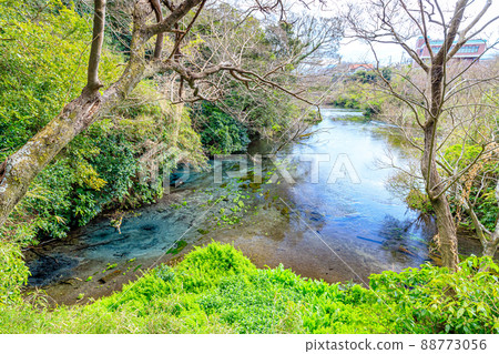靜岡縣清水町早春的柿田川泉 88773056