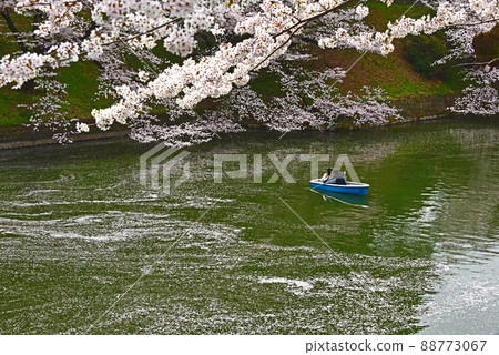 櫻花在東京Chidorigafuchi 88773067