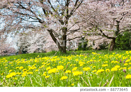 櫻花和蒲公英 88773645