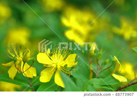Long stamen flowers like gold thread Long stamen flowers like gold thread 88773907