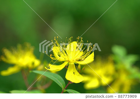 Long stamen flowers like gold thread Long stamen flowers like gold thread 88773909