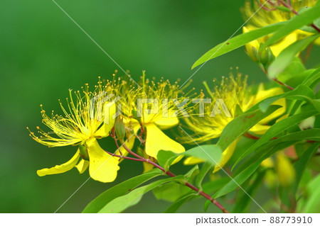 Long stamen flowers like gold thread Long stamen flowers like gold thread 88773910