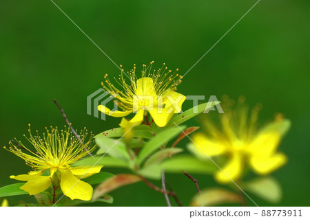 Long stamen flowers like gold thread Long stamen flowers like gold thread 88773911