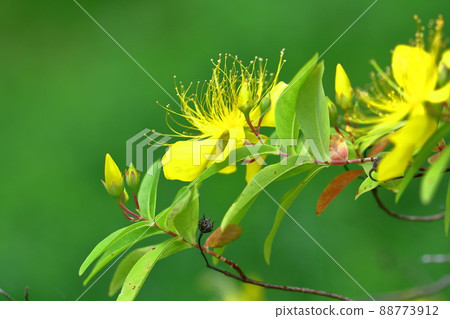 Long stamen flowers like gold thread Long stamen flowers like gold thread 88773912
