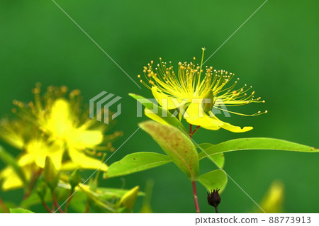 Long stamen flowers like gold thread Long stamen flowers like gold thread 88773913