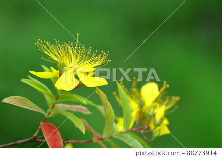 Long stamen flowers like gold thread Long stamen flowers like gold thread 88773914