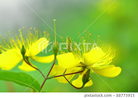 Long stamen flowers like gold thread Long stamen flowers like gold thread 88773915