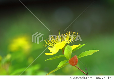 Long stamen flowers like gold thread Long stamen flowers like gold thread 88773916