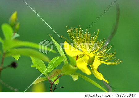 Long stamen flowers like gold thread Long stamen flowers like gold thread 88773917