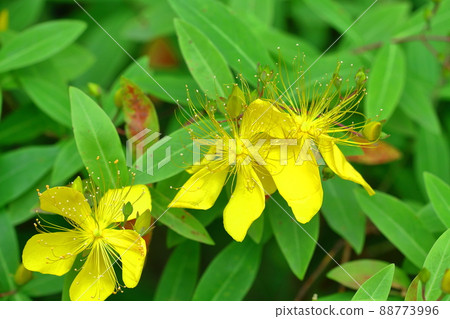 Long stamen flowers like gold thread Long stamen flowers like gold thread 88773996