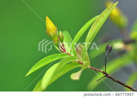 Long stamen flowers like gold thread Long stamen flowers like gold thread 88773997
