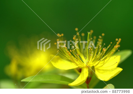 Long stamen flowers like gold thread Long stamen flowers like gold thread 88773998