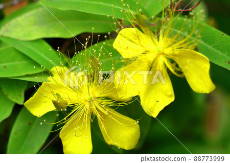 Long stamen flowers like gold thread Long stamen flowers like gold thread 88773999