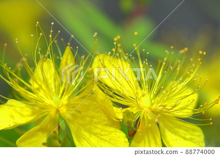 Long stamen flowers like gold thread Long stamen flowers like gold thread 88774000