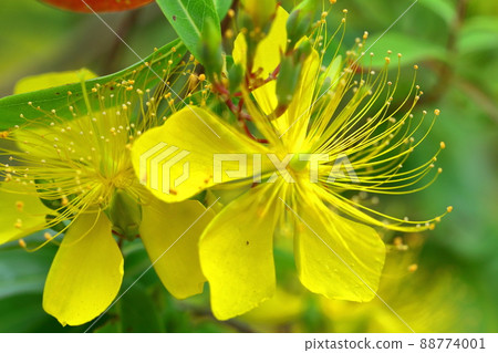 Long stamen flowers like gold thread 88774001