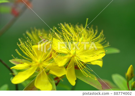 像金線一樣的長雄蕊花 像金線一樣的長雄蕊花 88774002