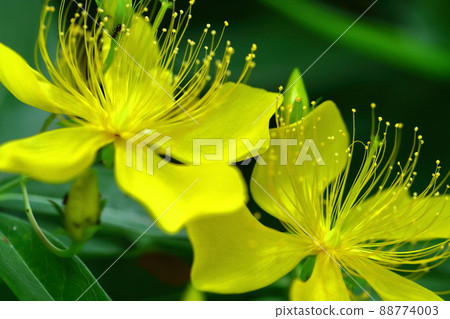 Long stamen flowers like gold thread Long stamen flowers like gold thread 88774003