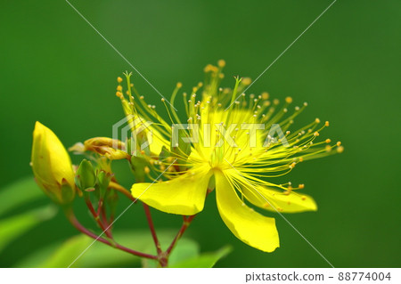 Long stamen flowers like gold thread Long stamen flowers like gold thread 88774004