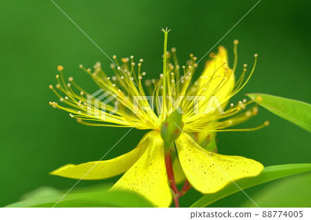 Long stamen flowers like gold thread Long stamen flowers like gold thread 88774005