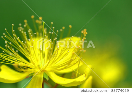 Long stamen flowers like gold thread Long stamen flowers like gold thread 88774029