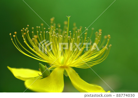 Long stamen flowers like gold thread Long stamen flowers like gold thread 88774030