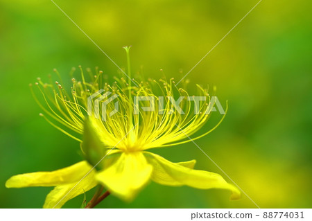Long stamen flowers like gold thread Long stamen flowers like gold thread 88774031