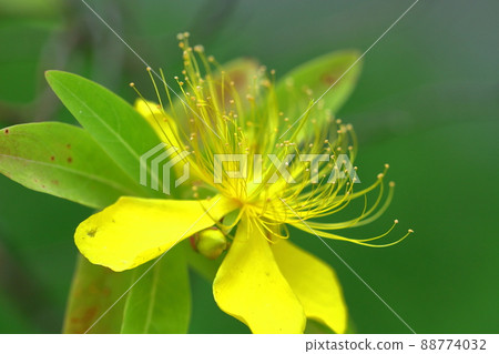 Long stamen flowers like gold thread Long stamen flowers like gold thread 88774032