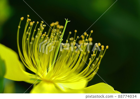 Long stamen flowers like gold thread Long stamen flowers like gold thread 88774034