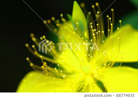 Long stamen flowers like gold thread Long stamen flowers like gold thread 88774035