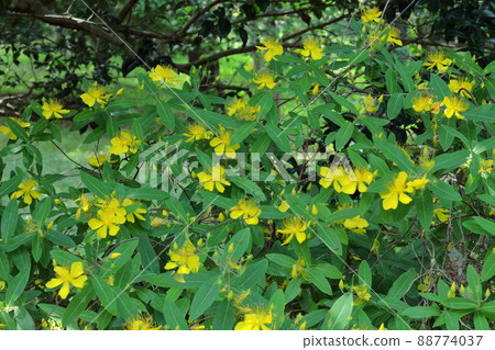 Long stamen flowers like gold thread Long stamen flowers like gold thread 88774037