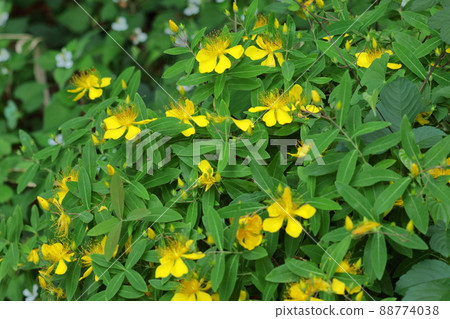 Long stamen flowers like gold thread Long stamen flowers like gold thread 88774038