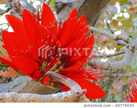 Okinawa Prefecture flower Deigo flower blooming in a park in Naha city, Okinawa 88774039